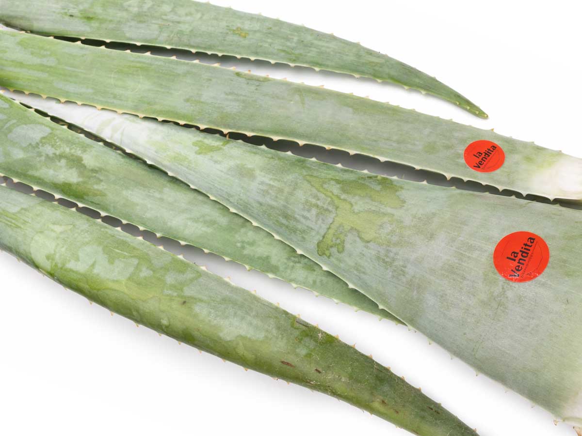 Aloe vera blad
