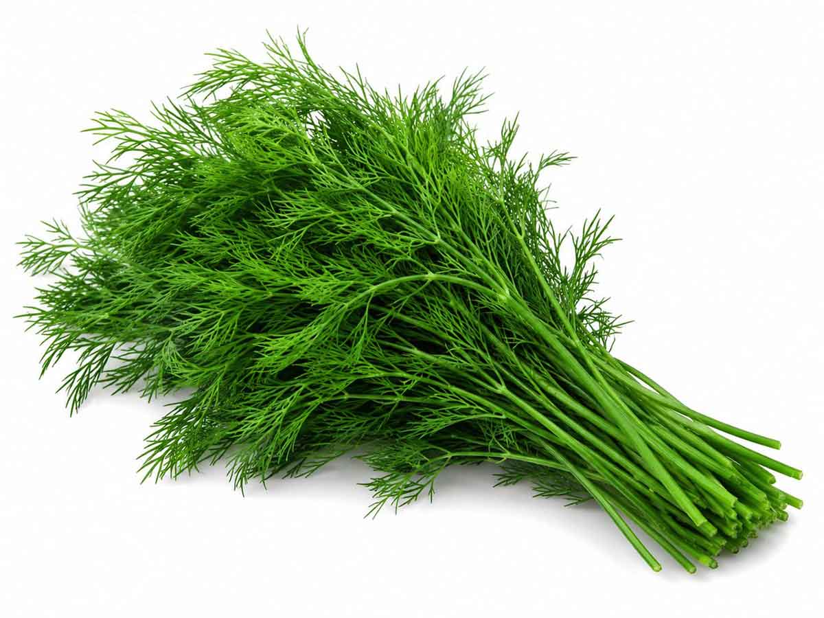 Dill
