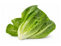 Sallad roman