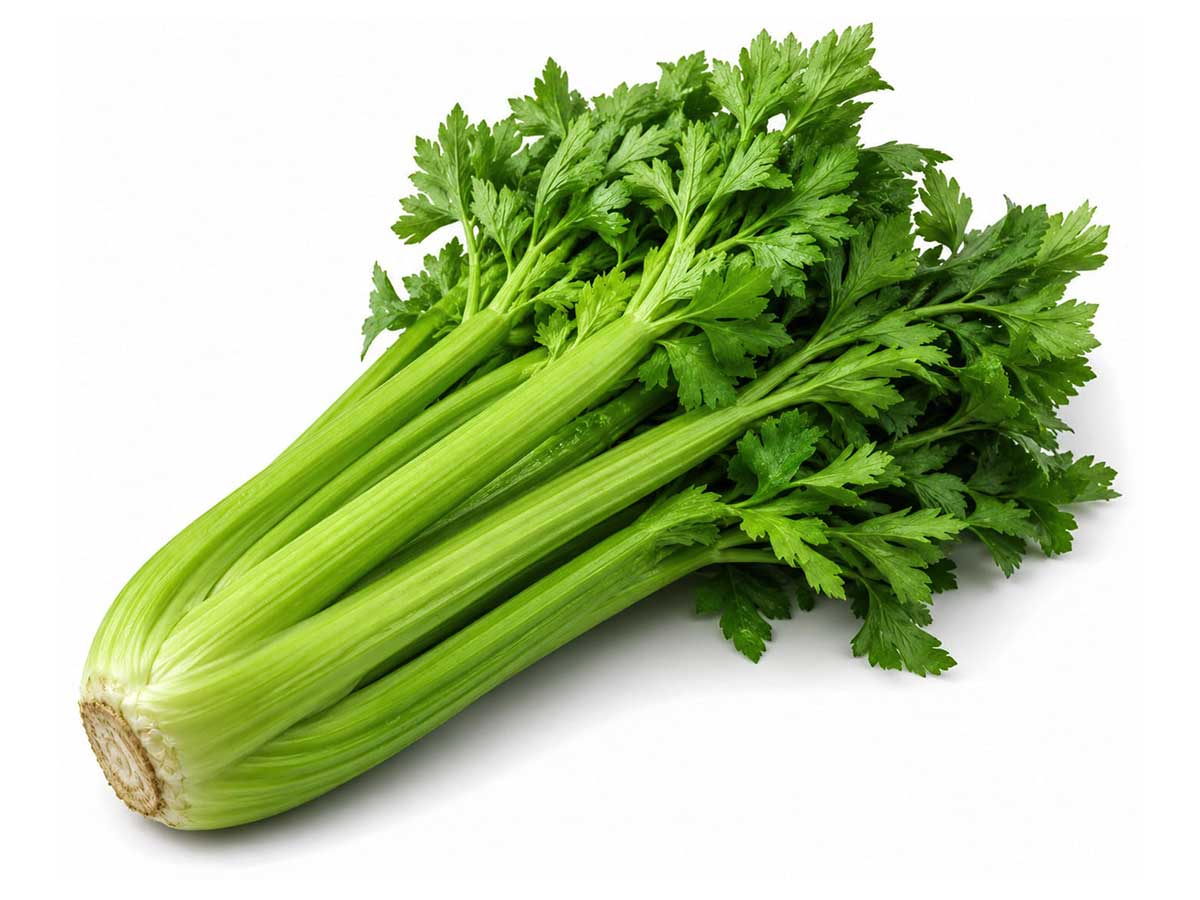Selleri