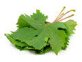 Vindruvsblad