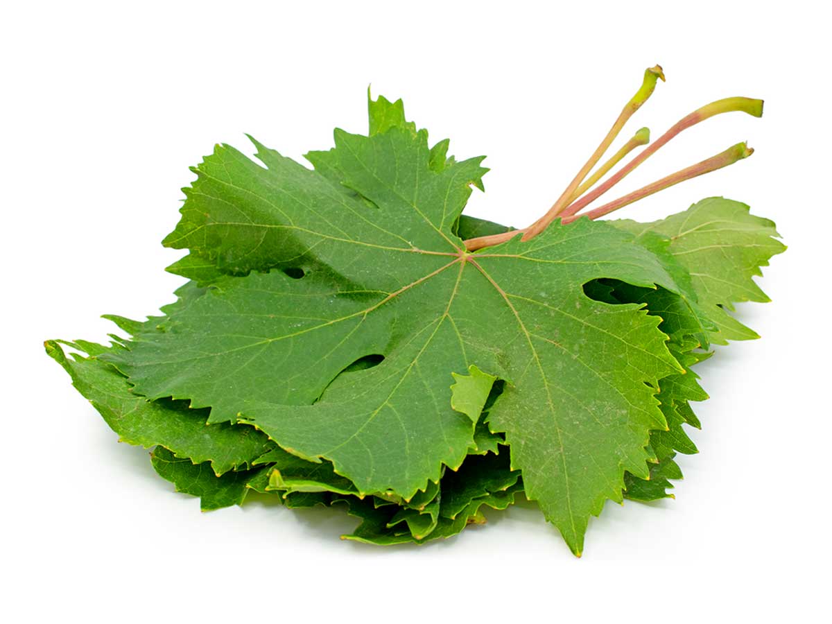 Vindruvsblad