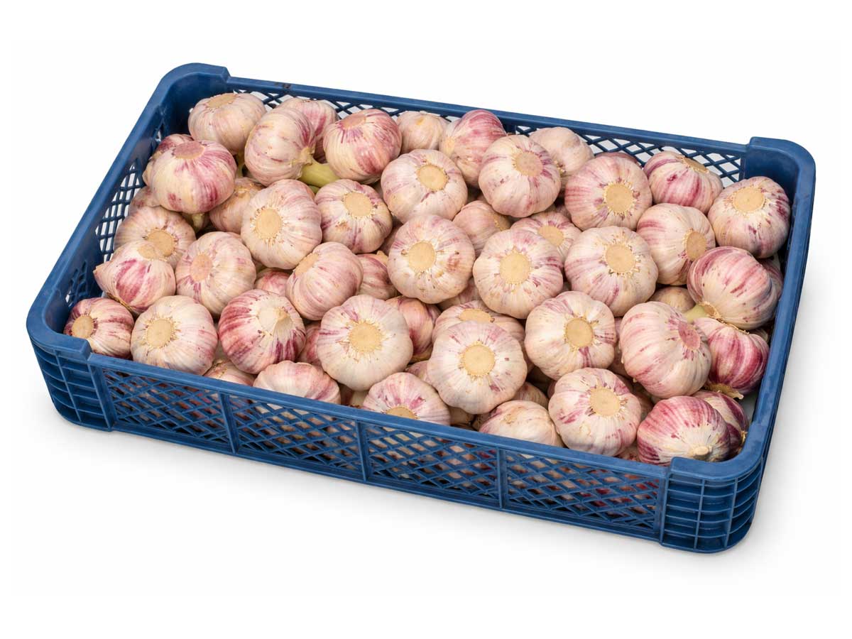 Vitlök
